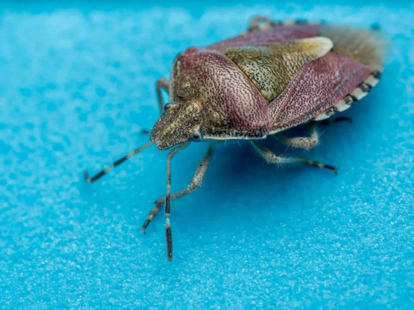 Punaise marron dans la maison : quelle signification derrière cette visite ?