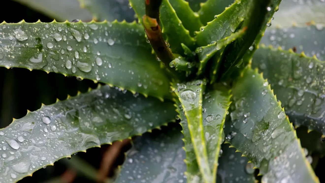 Matelas aloe vera : lequel choisir selon votre taille et budget ?