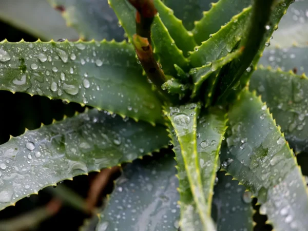 Matelas aloe vera : lequel choisir selon votre taille et budget ?