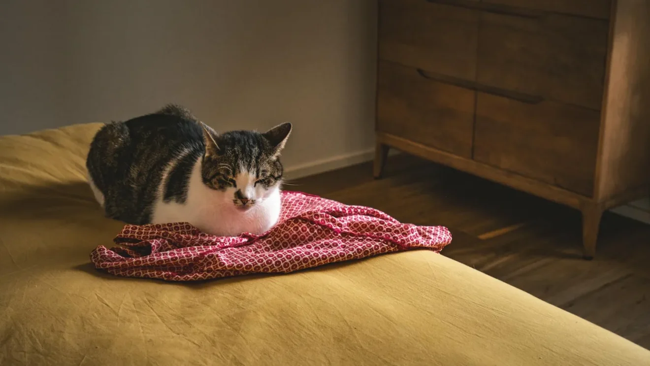 Comment nettoyer un matelas après un pipi de chat efficacement