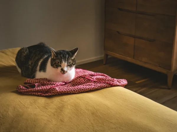 Comment nettoyer un matelas après un pipi de chat efficacement